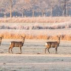 ein Wintermorgen in den Ruhrauen