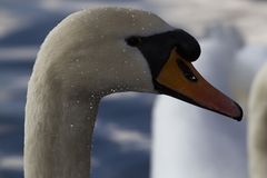 Ein Winterschwan im Frühling