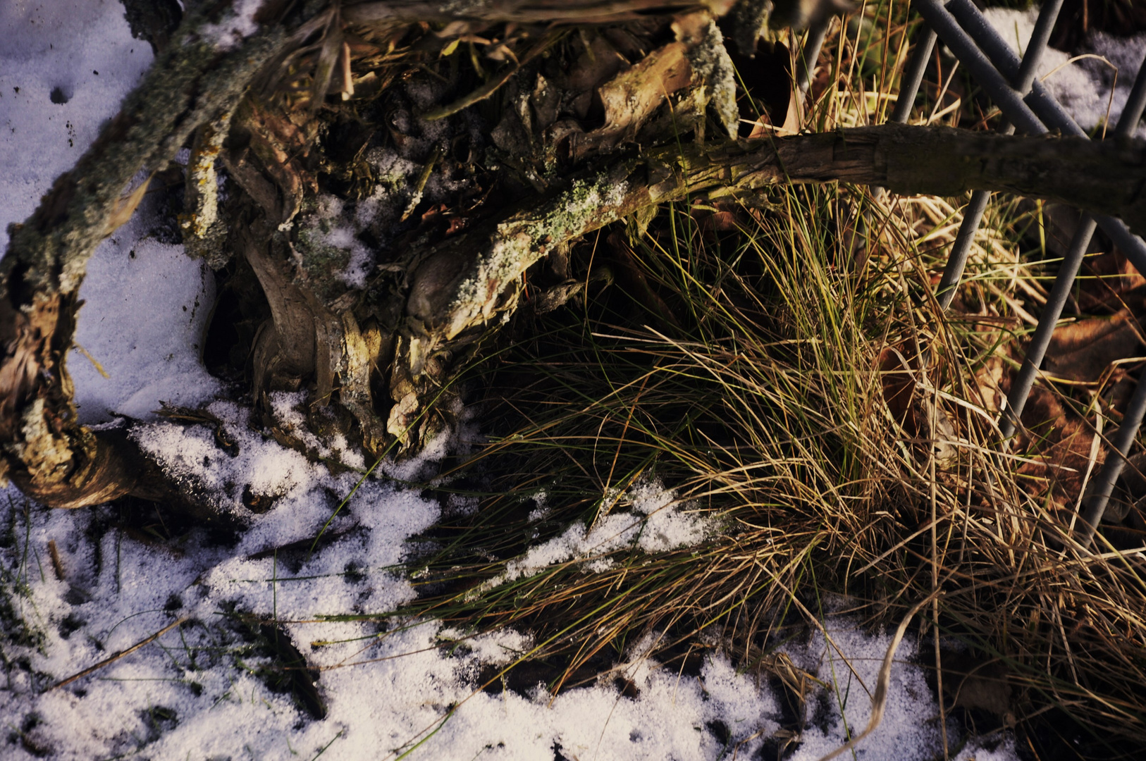 Ein Winterstilleben am Wegrand