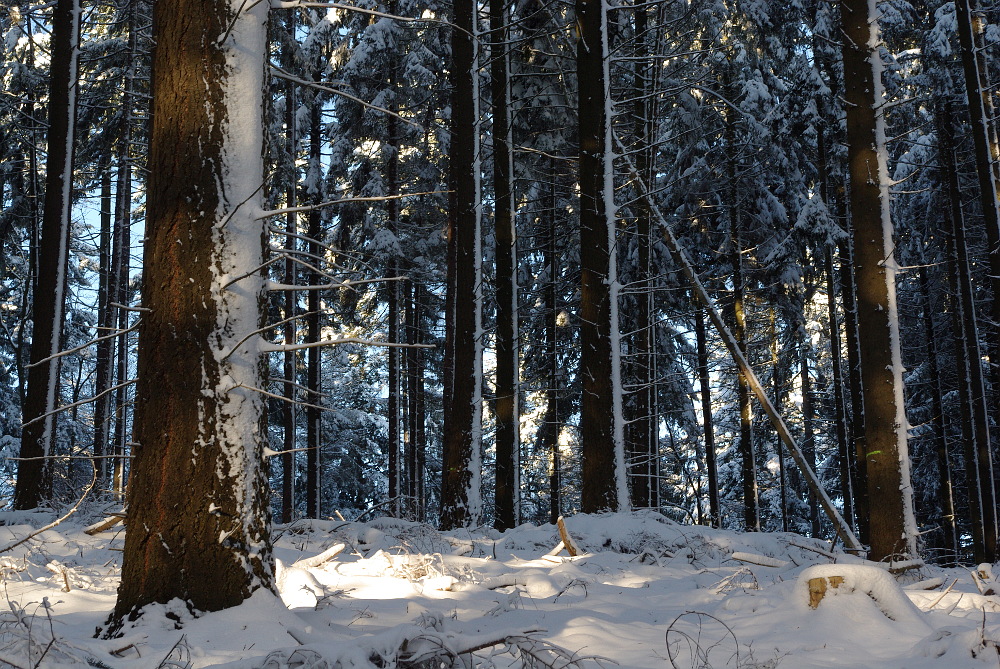Ein Wintertag im Wald
