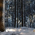 Ein Wintertag im Wald