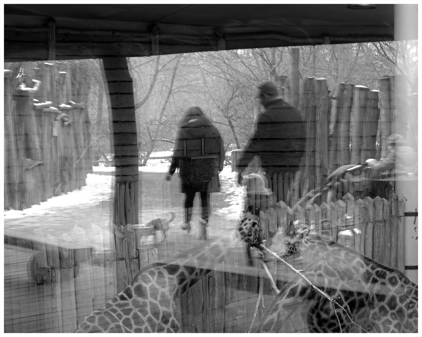 Ein Wintertag im Zoo