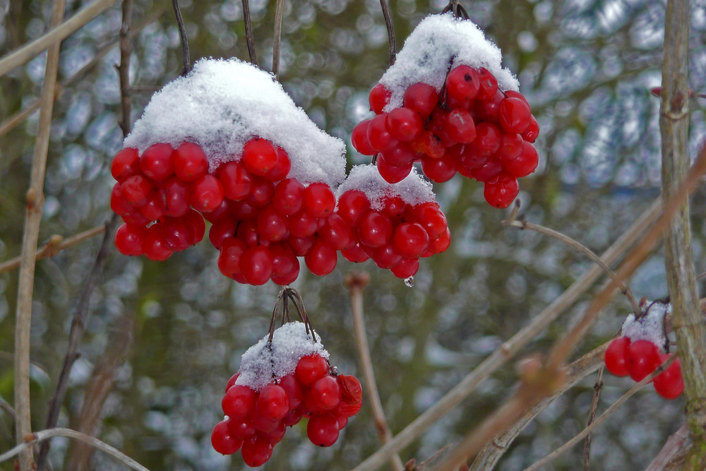 Ein Wintertag (Rot / weiß)