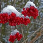 Ein Wintertag (Rot / weiß)