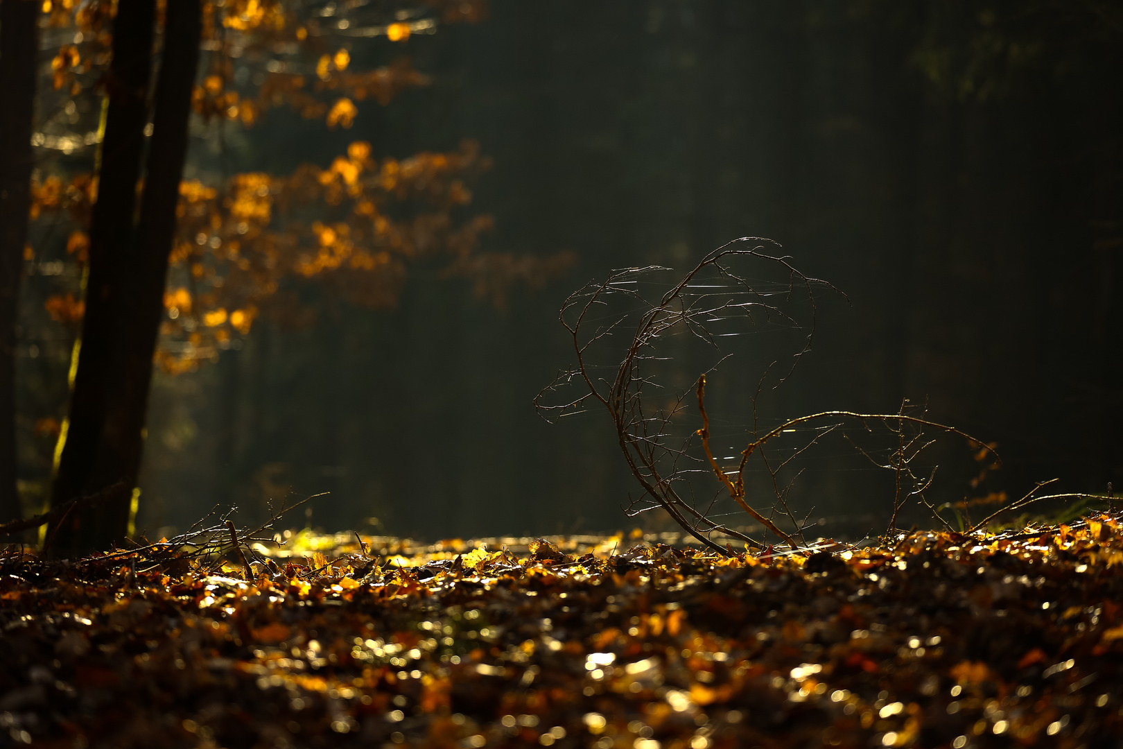 Ein Wintertag, wie im Frühling