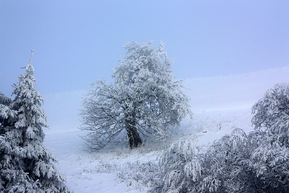 Ein Wintertraum