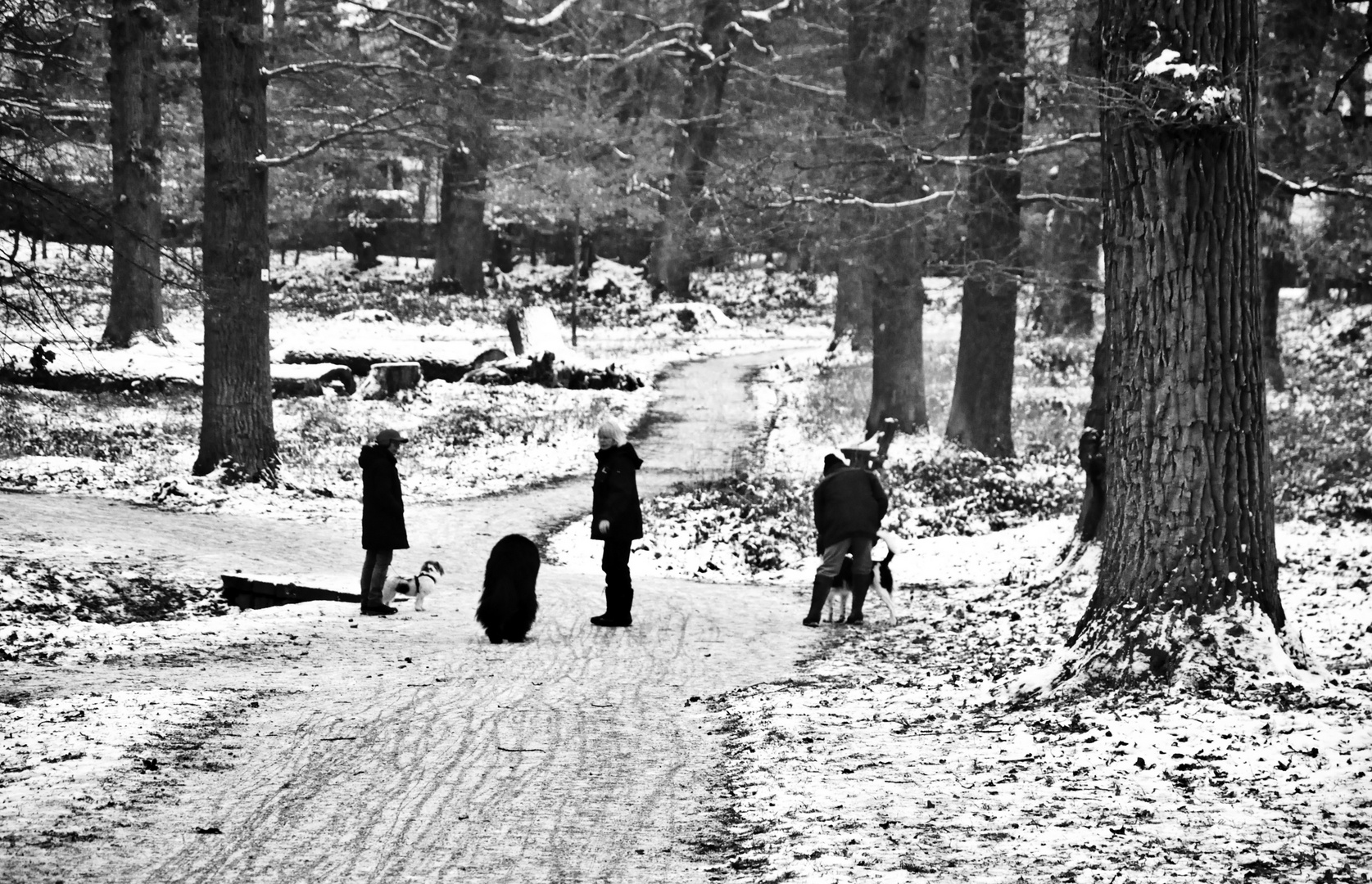 ein Wintertreffen von Menschen und Hunden