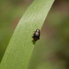 Ein winziger Blattkäfer - Chaetocnema hortensis