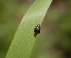 Ein winziger Blattkäfer - Chaetocnema hortensis