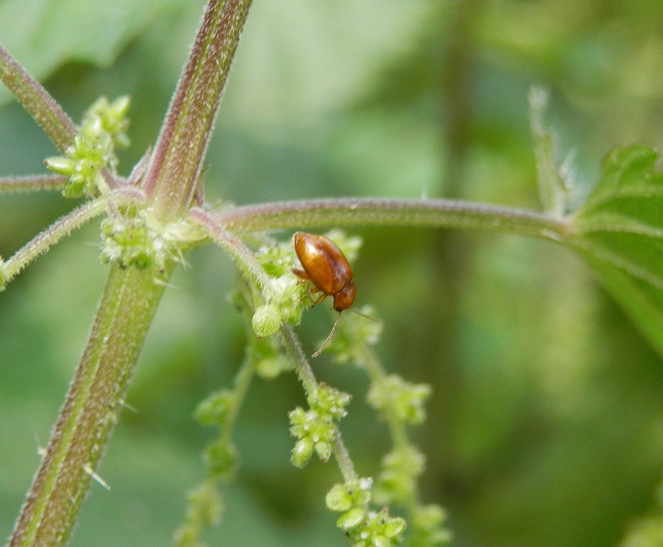 Ein winziger Blattkäfer - Neocrepidodera ferruginea