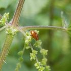 Ein winziger Blattkäfer - Neocrepidodera ferruginea