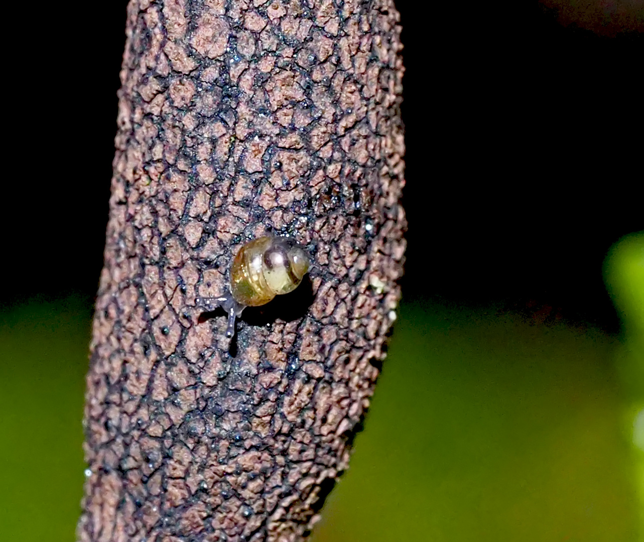 Ein winziger Erdenbürger! - L'escargot n'est pas plus grand qu'un millimètre!