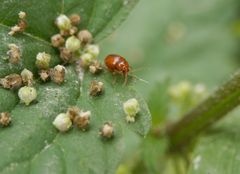 Ein winziger rotbrauner Blattkäfer (Neocrepidodera ferruginea)