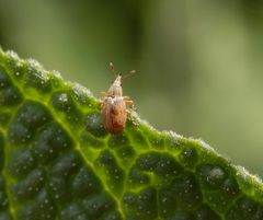 Ein winziger Rüsselkäfer - das Zweifarbige Malven-Spitzmäuschen (Malvapion malvae)