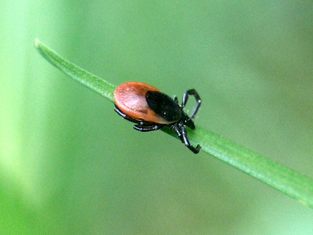 Ein winziger ungeliebter Blutsauger