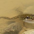 Ein winziger Wasserfrosch in einer Pfütze am Weg