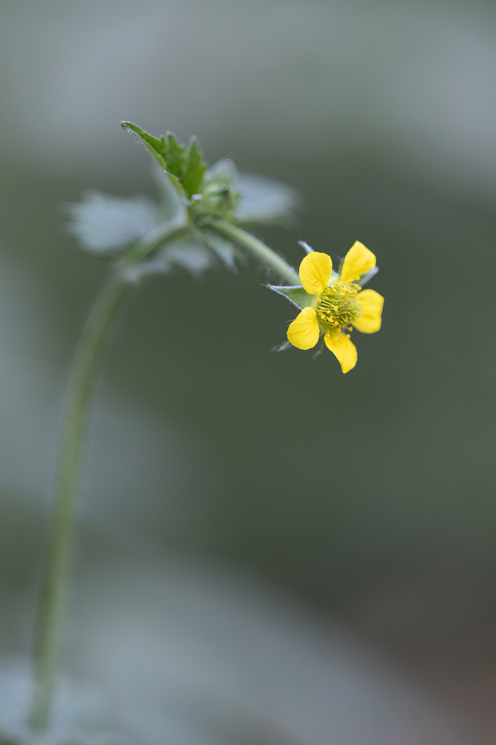 Ein winziges Blümchen am Wegesrand