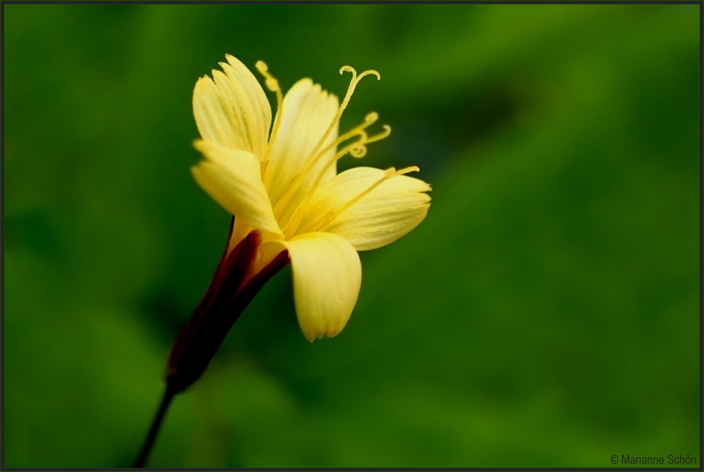 Ein winziges Mittwochs-Blümchen....