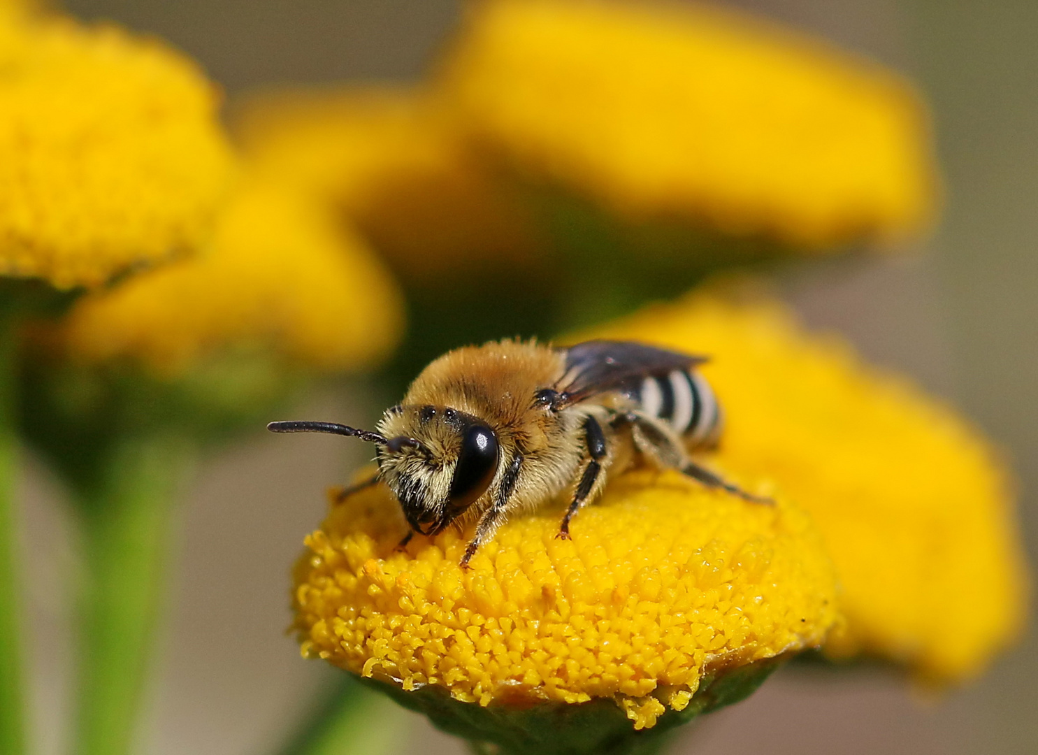 ...ein winziges Wildbienchen...