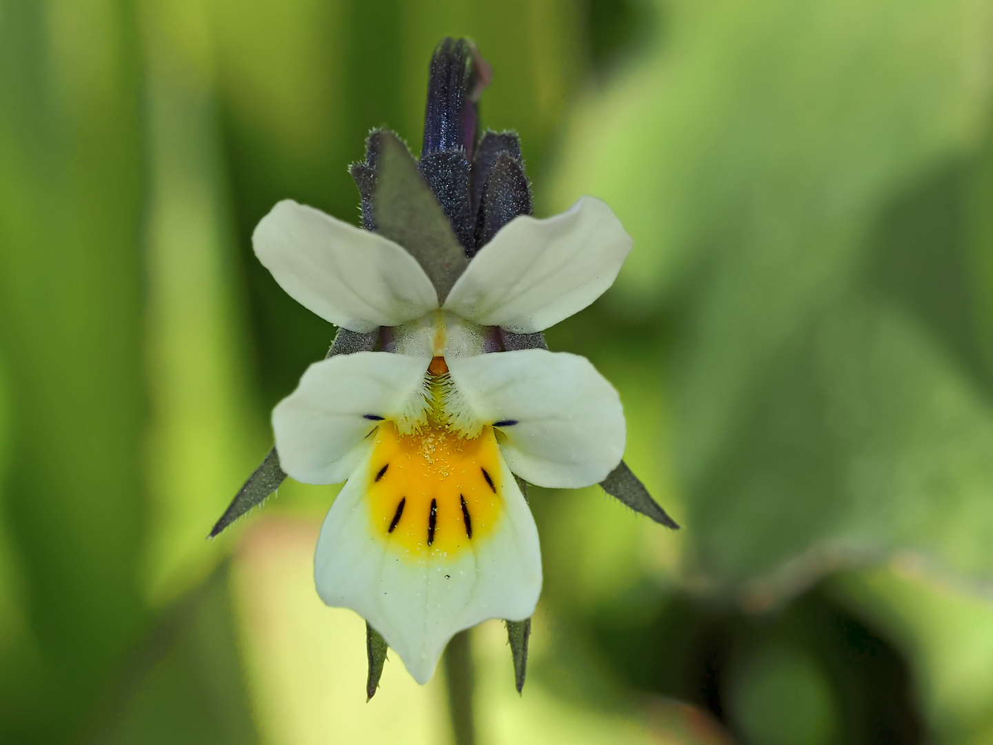 Ein Winzling: Acker-Stiefmütterchen (Viola arvensis) - Pensée des champs.