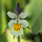 Ein Winzling: Acker-Stiefmütterchen (Viola arvensis) - Pensée des champs.