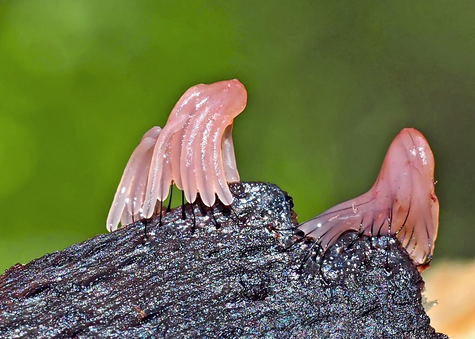 Ein Winzling! Dunkles Fadenkeulchen (Stemonitis fusca) - Stémonite brun foncé.