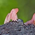Ein Winzling! Dunkles Fadenkeulchen (Stemonitis fusca) - Stémonite brun foncé.