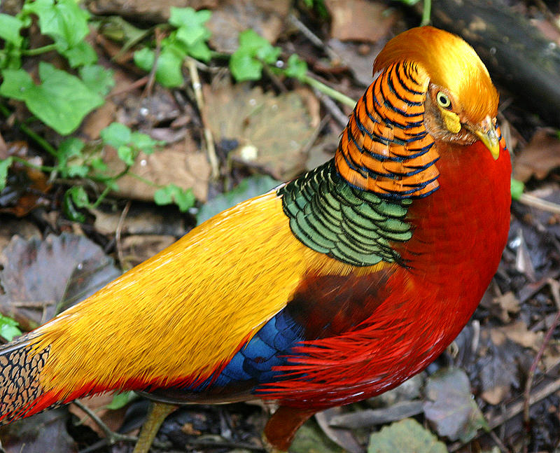 Ein wirklich bunter Vogel