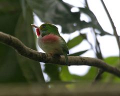 Ein wirklich bunter Vogel