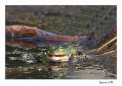 Ein wirklich hässlicher Frosch...