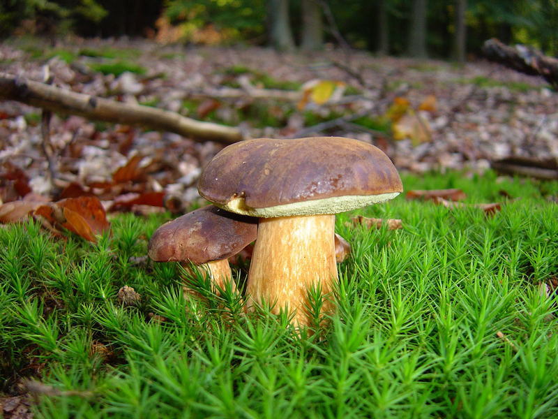 Ein wirklich hübscher Pilz (Marone)