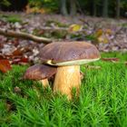 Ein wirklich hübscher Pilz (Marone)