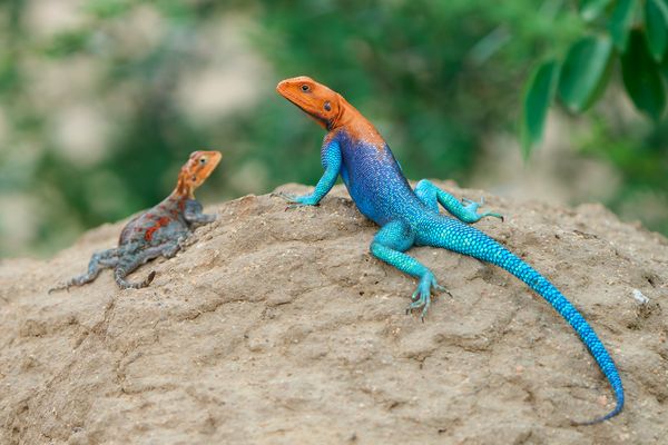 Ein wirklich hübsches Paar!