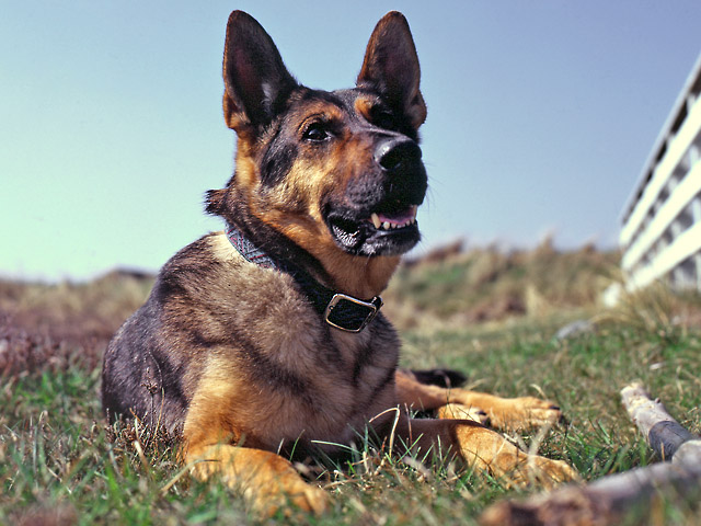 ein (wirklich) lieber Hund