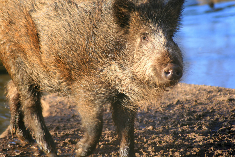 Ein wirklich nettes Wildschwein