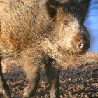 Ein wirklich nettes Wildschwein