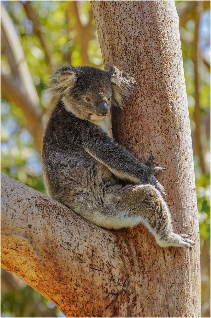 "Ein wirklich wild lebender Teddy" - West Australien, 2008