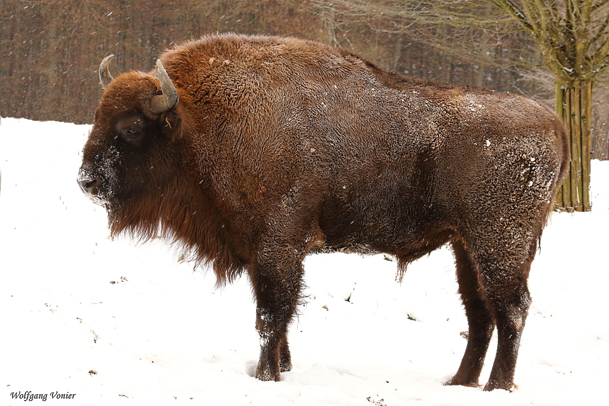 Ein Wisent