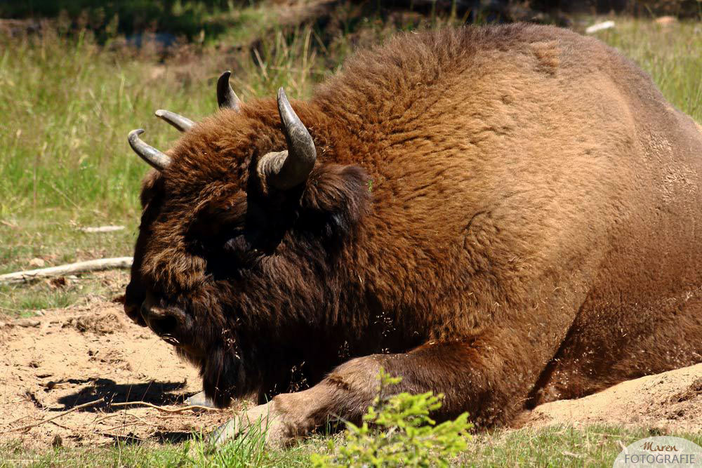 Ein Wisent