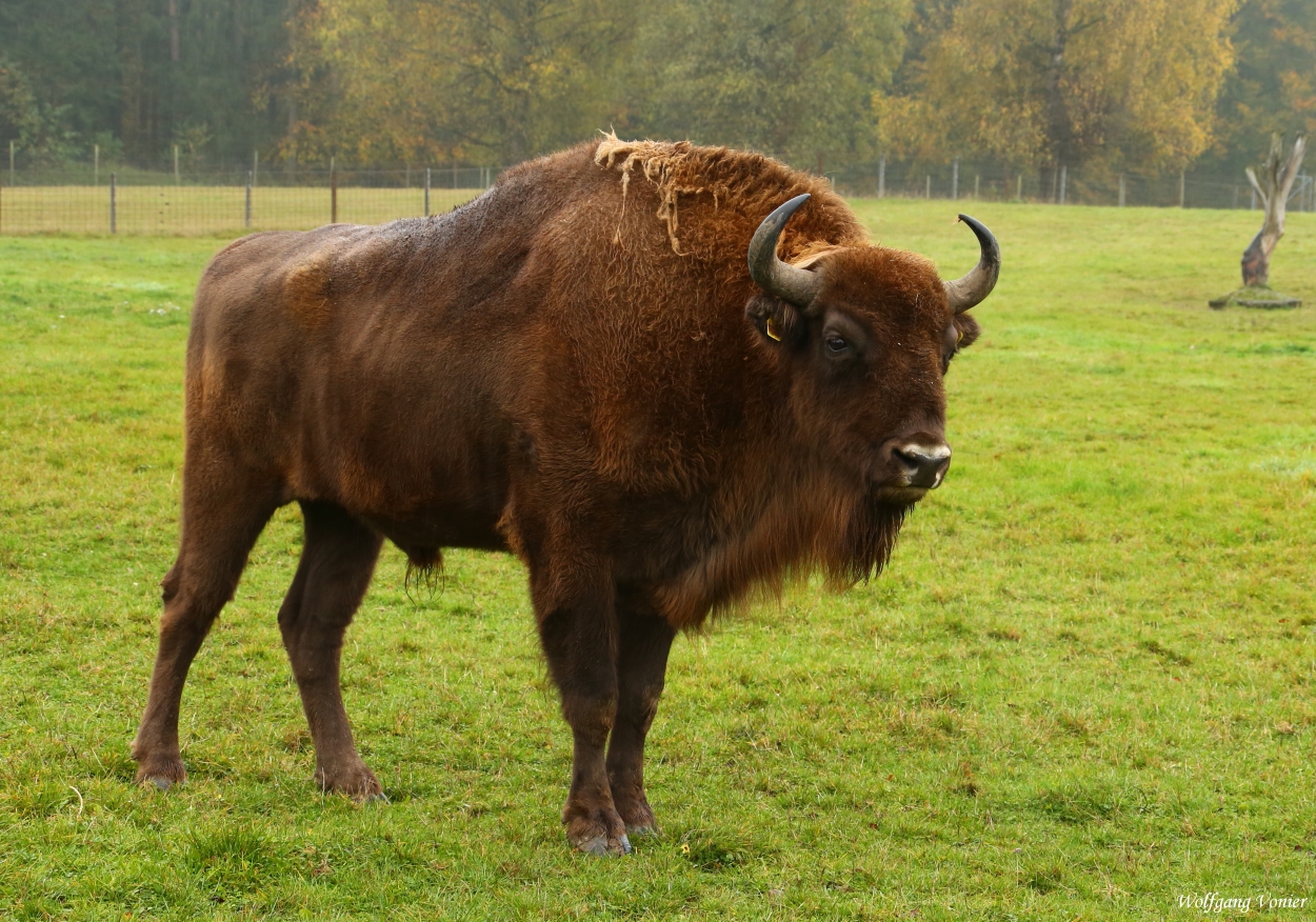 Ein Wisent