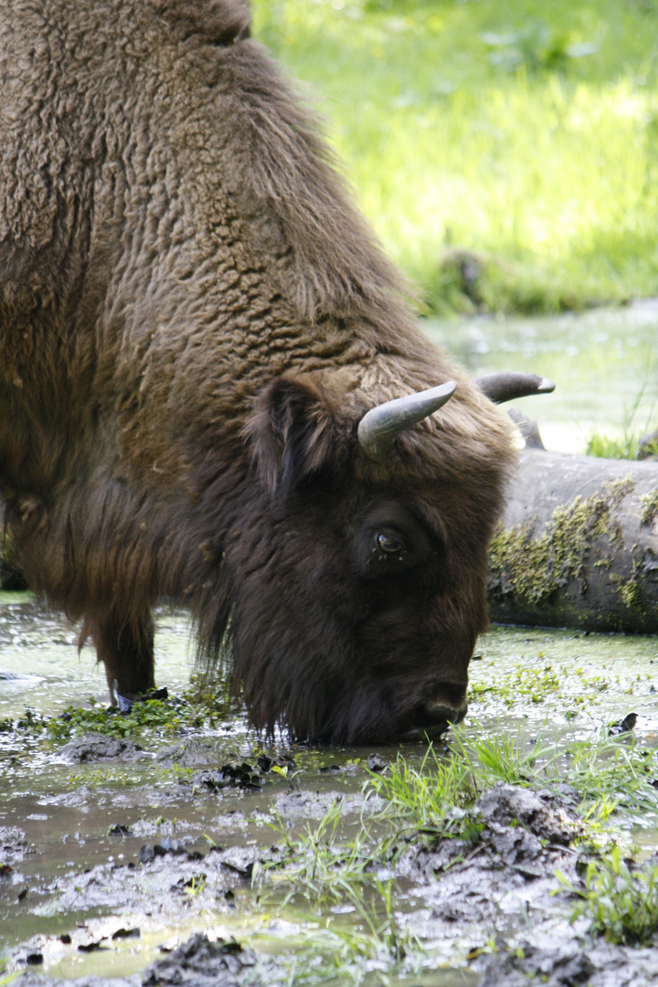 ein Wisent hat Durst