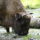 ein Wisent hat Durst