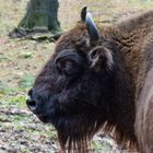 Ein Wisent im Wildtierpark Rappweiler