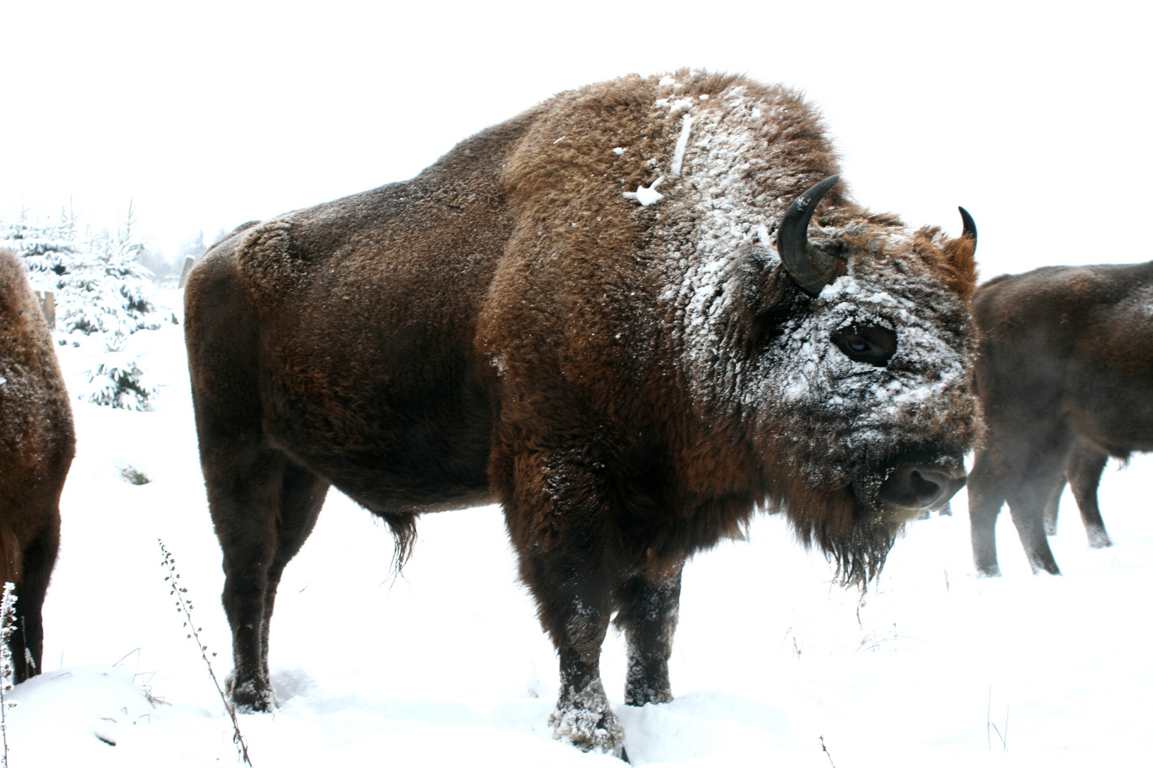 Ein Wisent Im Winter