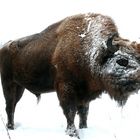 Ein Wisent Im Winter