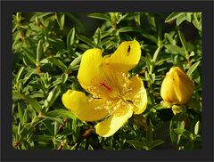 Ein Wochenend-Blümchen