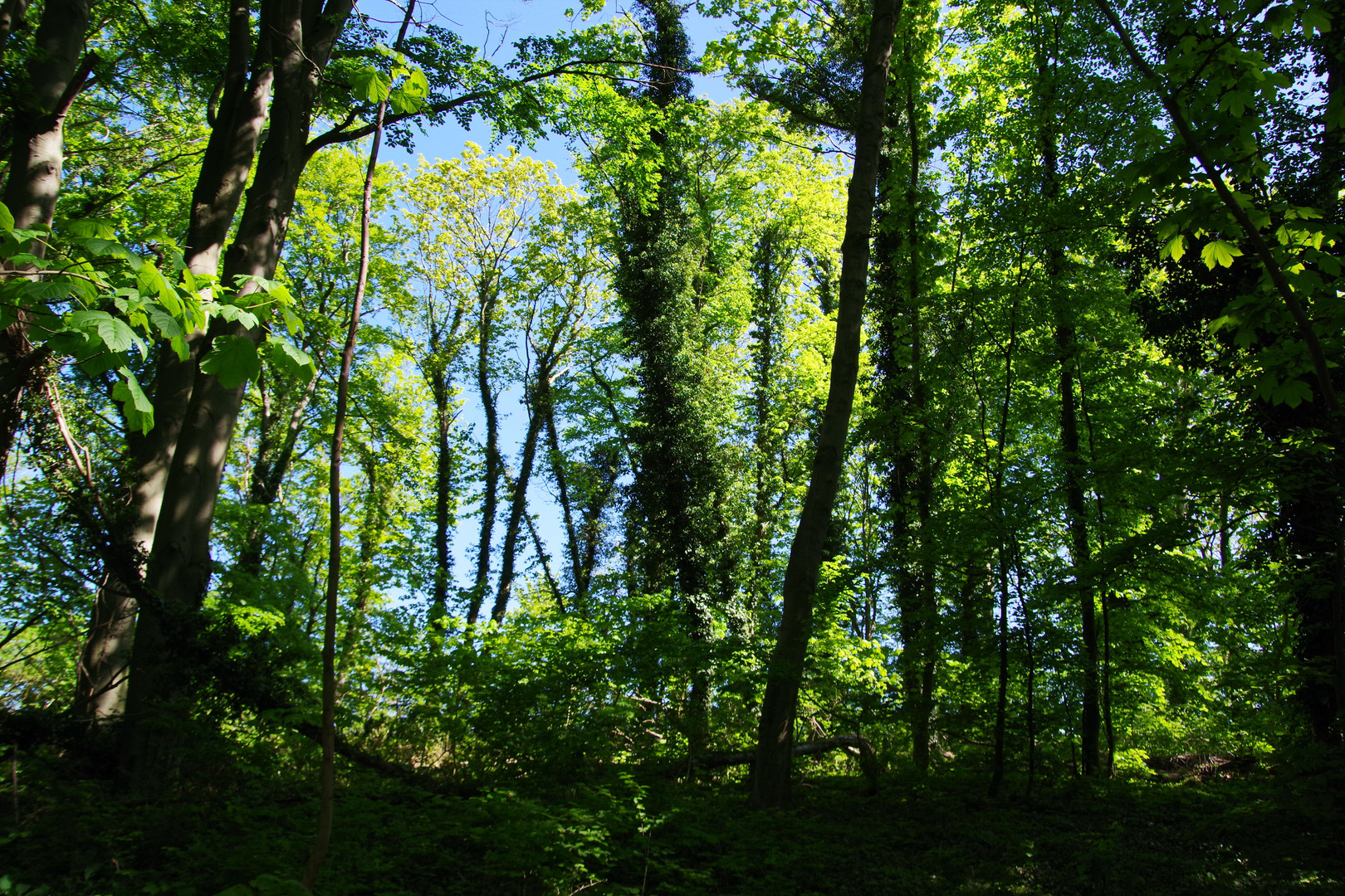 Ein Wochenende auf Rügen. Am Nordperd. Das maienfrische Grün.