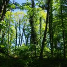 Ein Wochenende auf Rügen. Am Nordperd. Das maienfrische Grün.