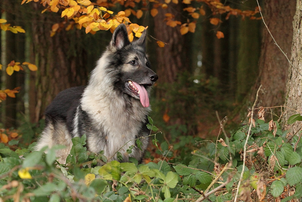 Ein Wölfchen steht im Walde :-)