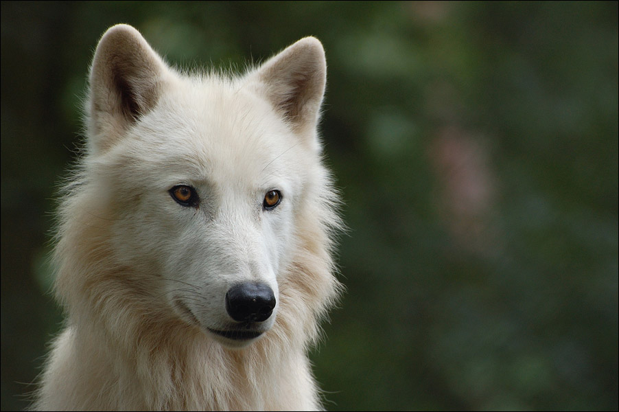  Ein wölfisches Portrait Foto & Bild tiere, zoo, wildpark